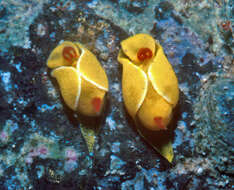 Image of Siphopteron quadrispinosum Gosliner 1989