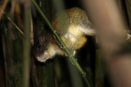 Image of Atlantic bamboo rat