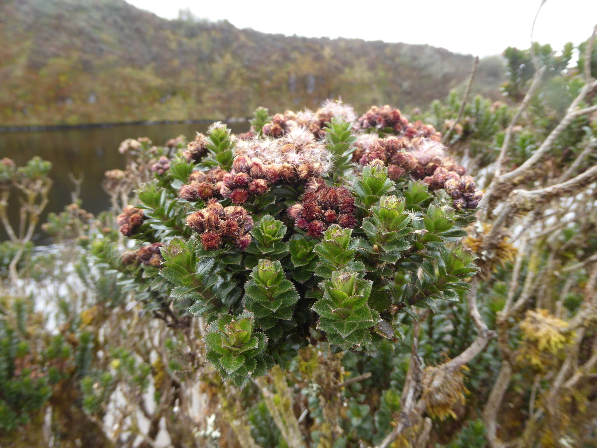 Image of Baccharis arbutifolia (Lam.) Vahl