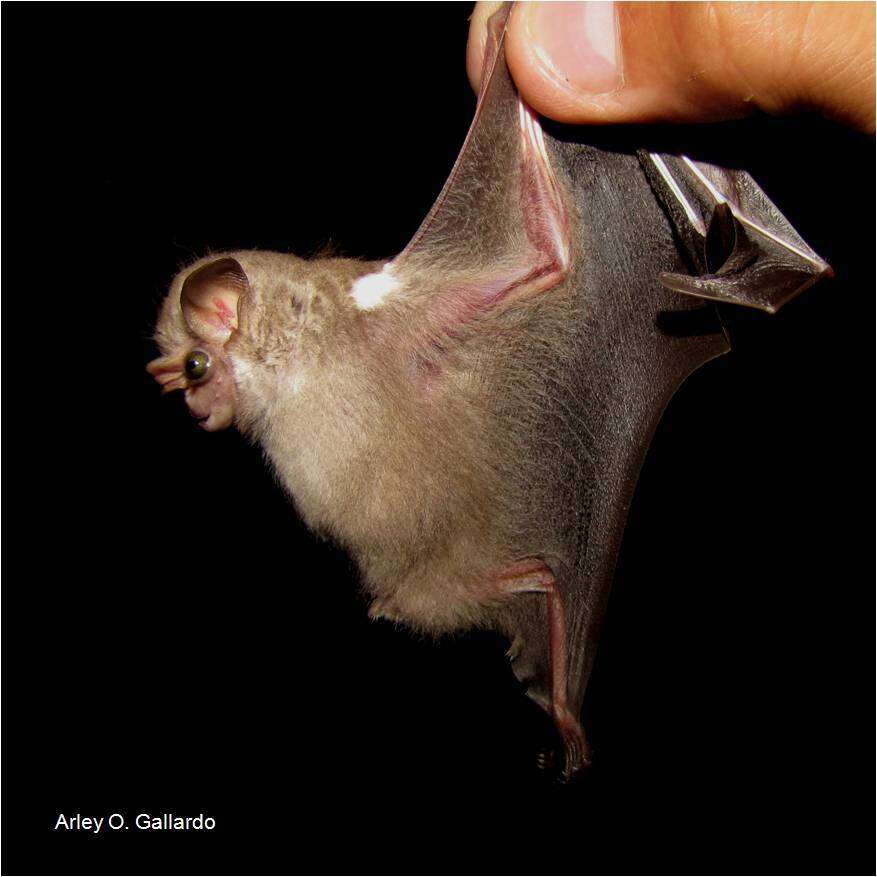 Image of Visored Bat