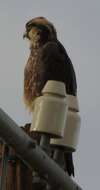 Image of Lanner Falcon