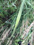 Image of Calamagrostis canadensis (Michx.) P. Beauv.