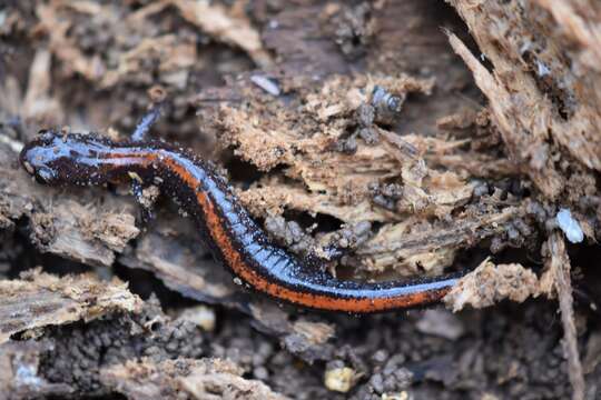 Image of Ozark Zigzag Salamander