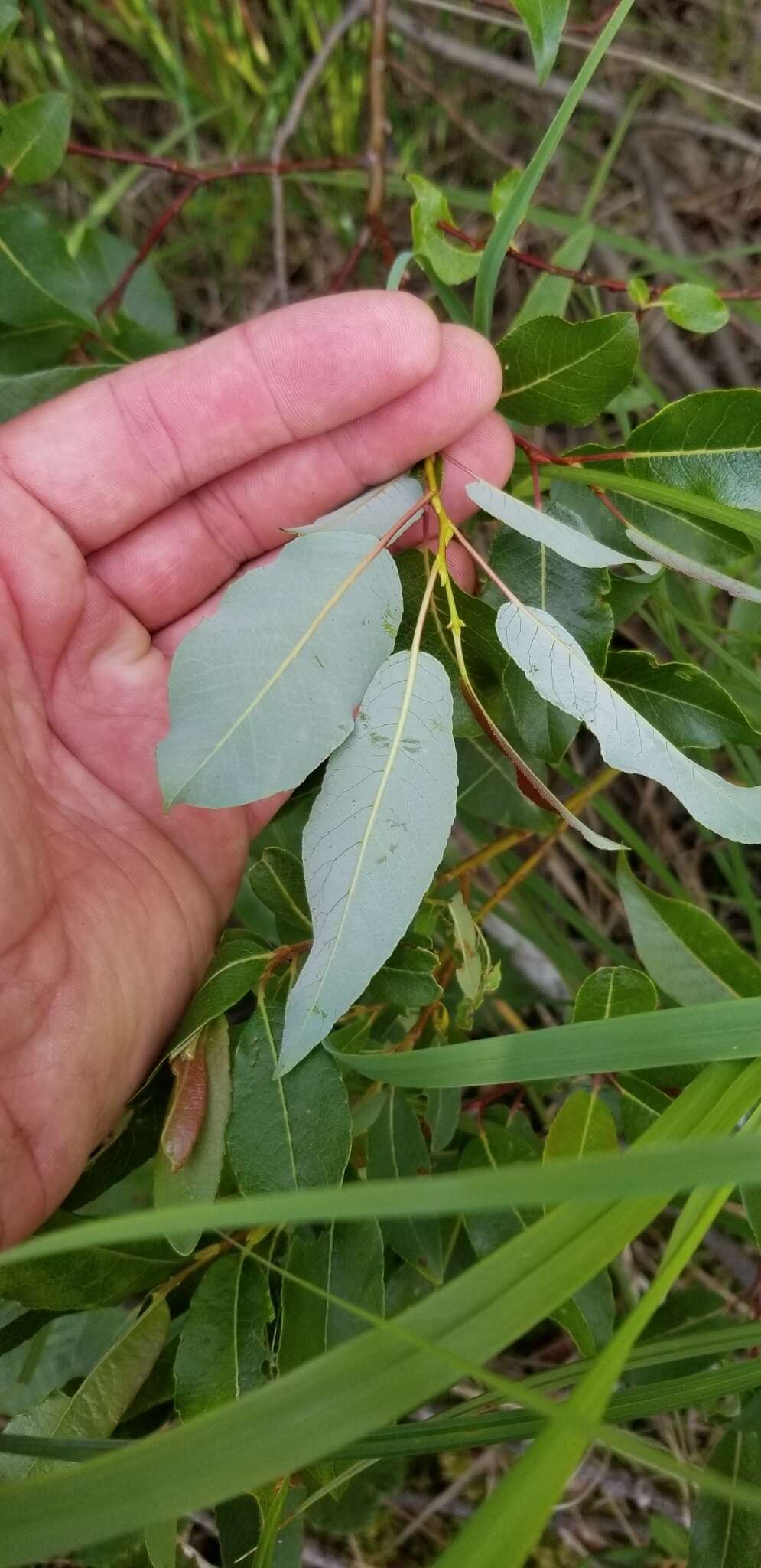 Image de Salix pyrifolia Anderss.