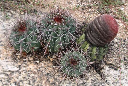 Melocactus bahiensis (Britton & Rose) Luetzelb. resmi