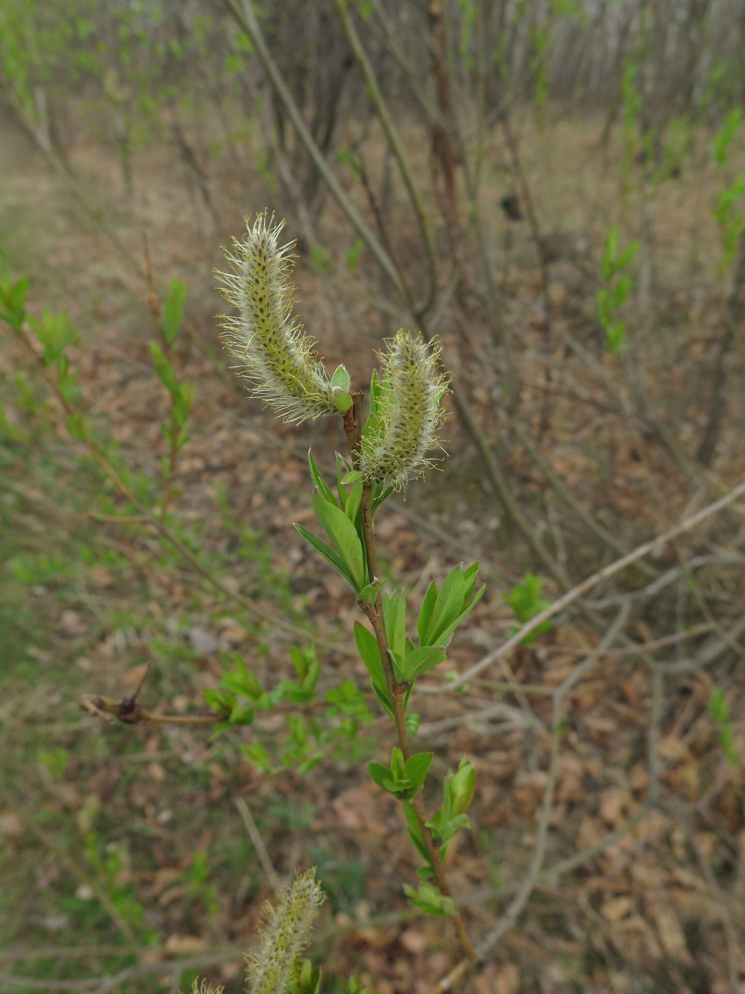 Image of Salix udensis subsp. siuzevii (Seemen) Nedol.