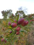 Image of Leucadendron macowanii Phillips