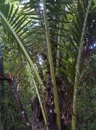 Image of Ravenea madagascariensis Becc.