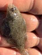 Image of Speckled sanddab