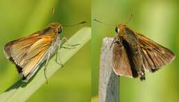 Image of Two-spotted Skipper