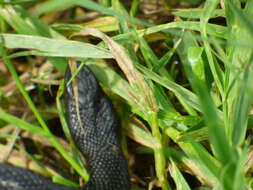 Imagem de Vipera berus nikolskii Vedmederya, Grubant & Rudayewa 1986