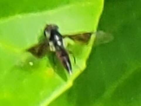 Image of Syrphid fly