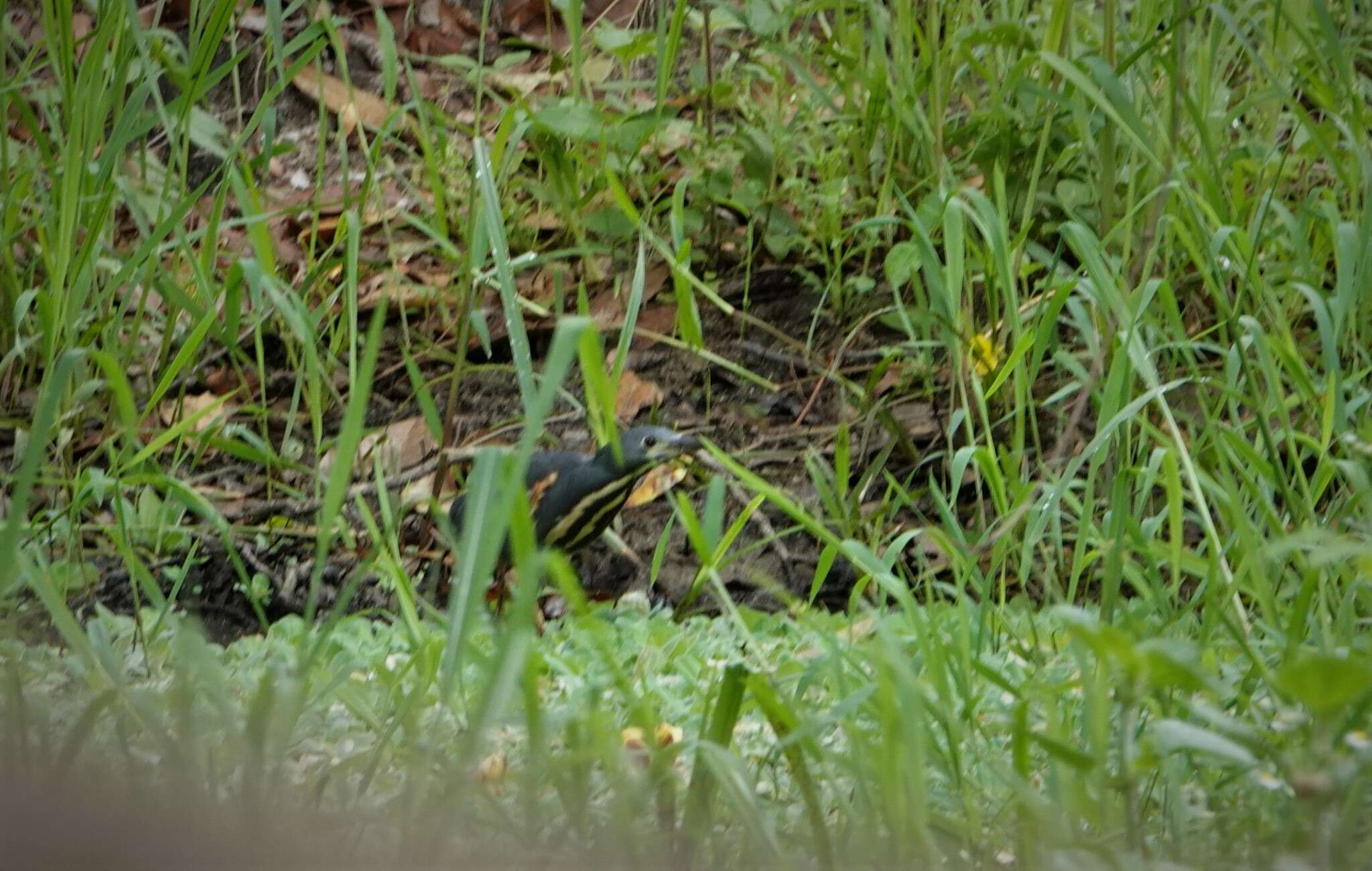 Image of Dwarf Bittern