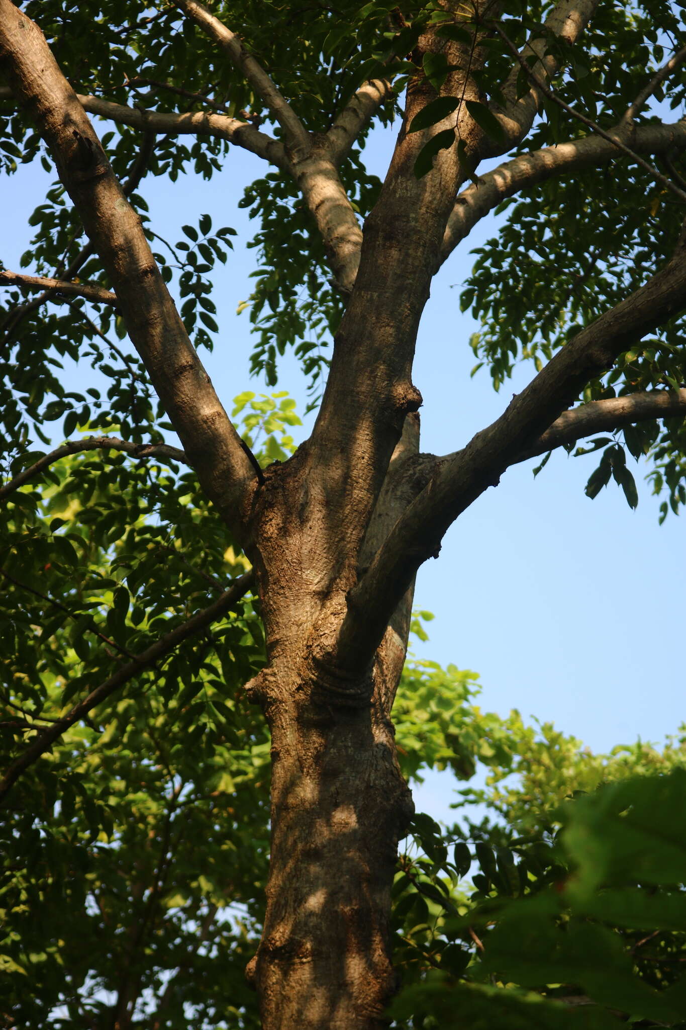 Image de Spondias pinnata (L. fil.) Kurz