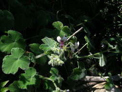 Image of Pelargonium tomentosum Jacq.