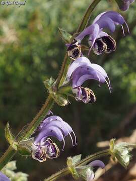 Image of Salvia indica L.