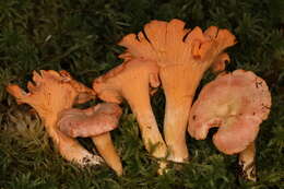 Image of Cantharellus velutinus Buyck & V. Hofst. 2016