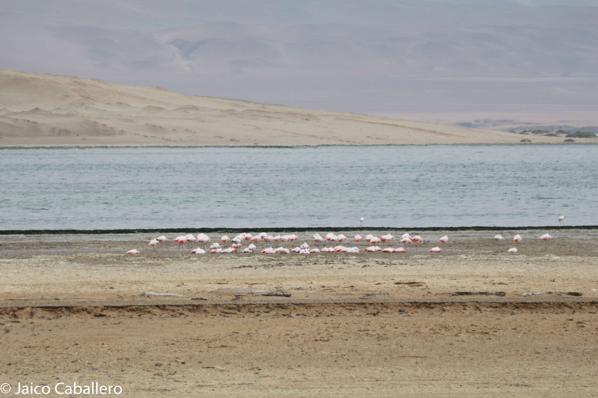 Imagem de Phoenicopterus chilensis Molina 1782