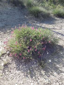 Image of Hedysarum boveanum subsp. europaeum Guitt. & Kerguelen