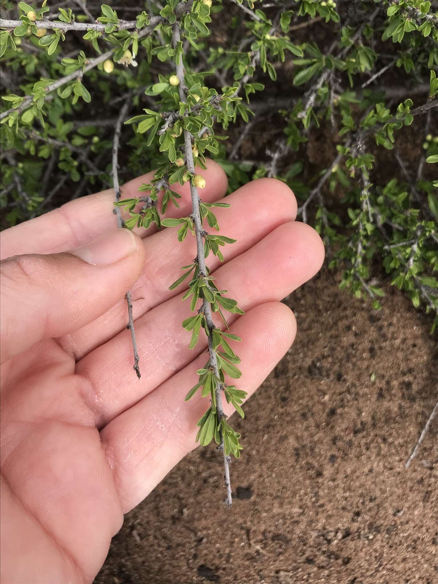 Image of desert almond