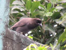 Image of Purplish Jay