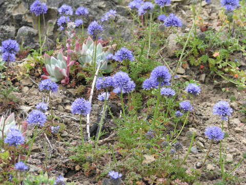 Image of bluehead gilia