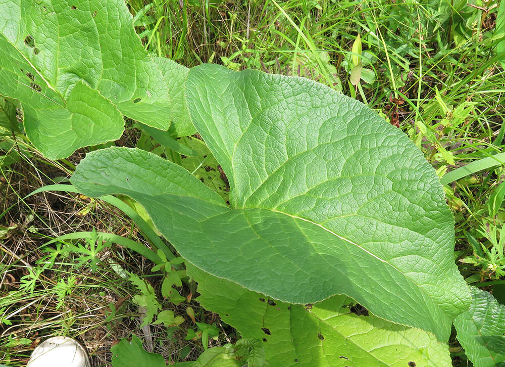 Image of Ligularia jaluensis Kom.