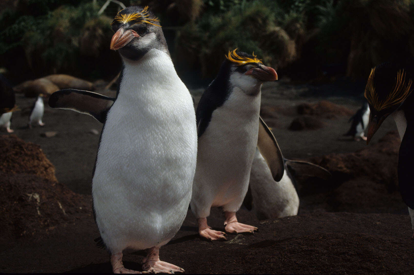 Imagem de Pinguim-real