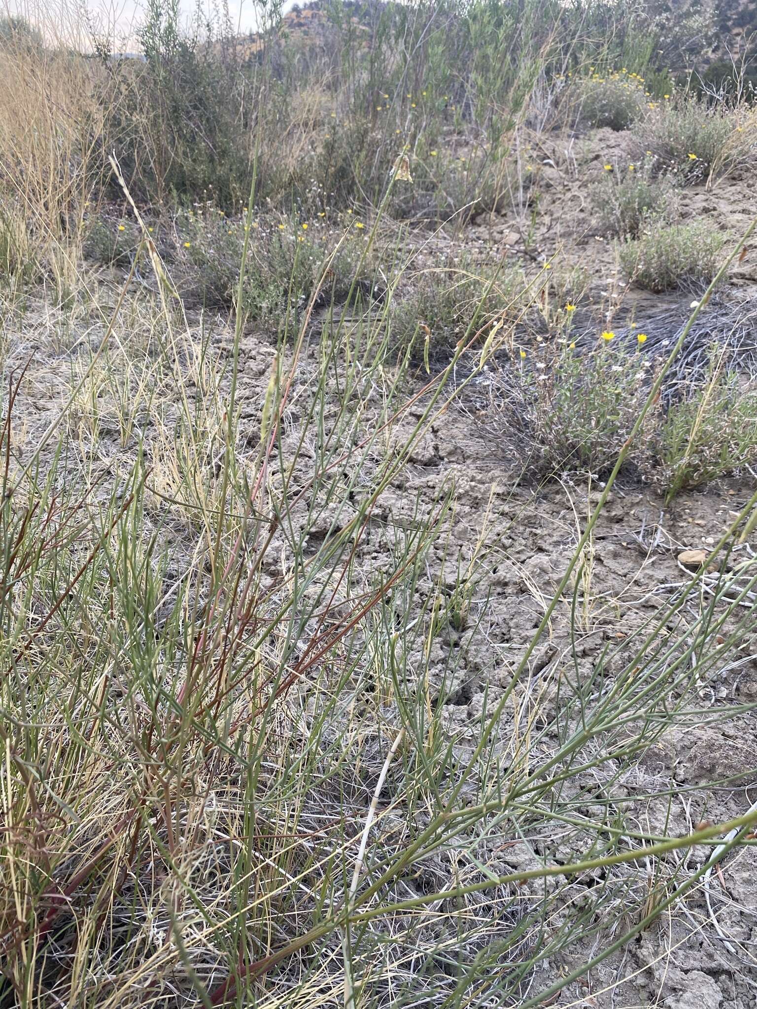 Imagem de Astragalus lonchocarpus Torr.