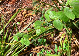 Dioscorea dregeana (Kunth) T. Durand & Schinz的圖片