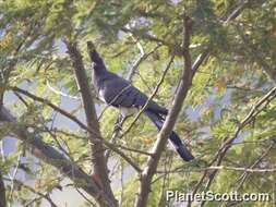 Image of White-bellied Go-away-bird