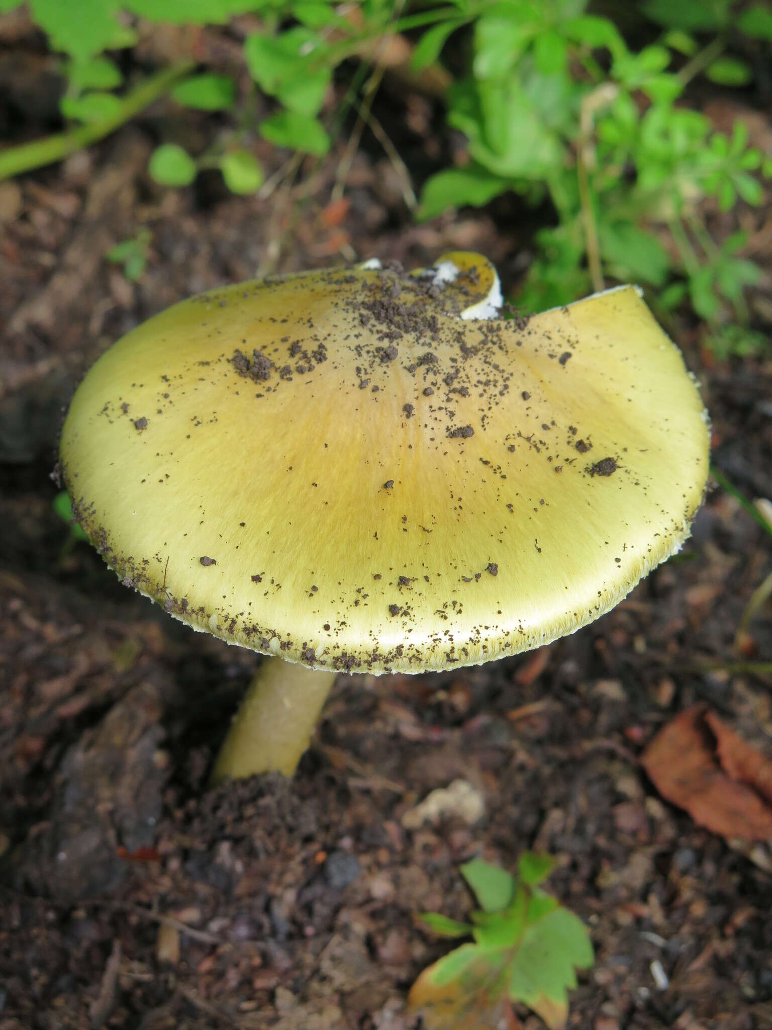 Image of Amanita subjunquillea S. Imai 1933