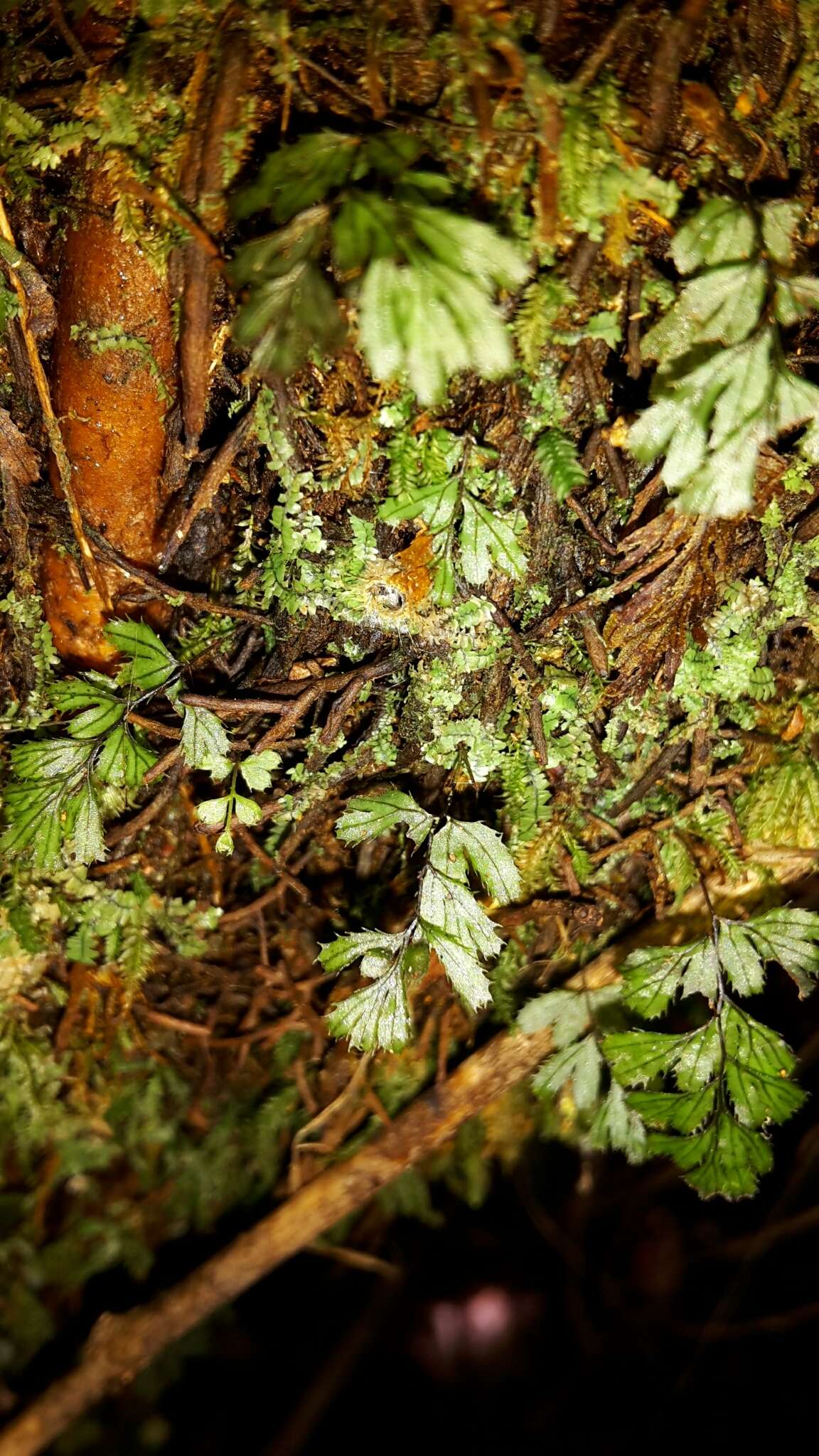 Imagem de Hymenophyllum revolutum Col.