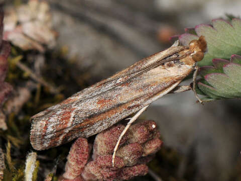 Ancylosis cinnamomella Duponchel 1836 resmi