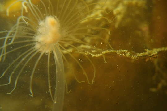 Image of fairy palm hydroid