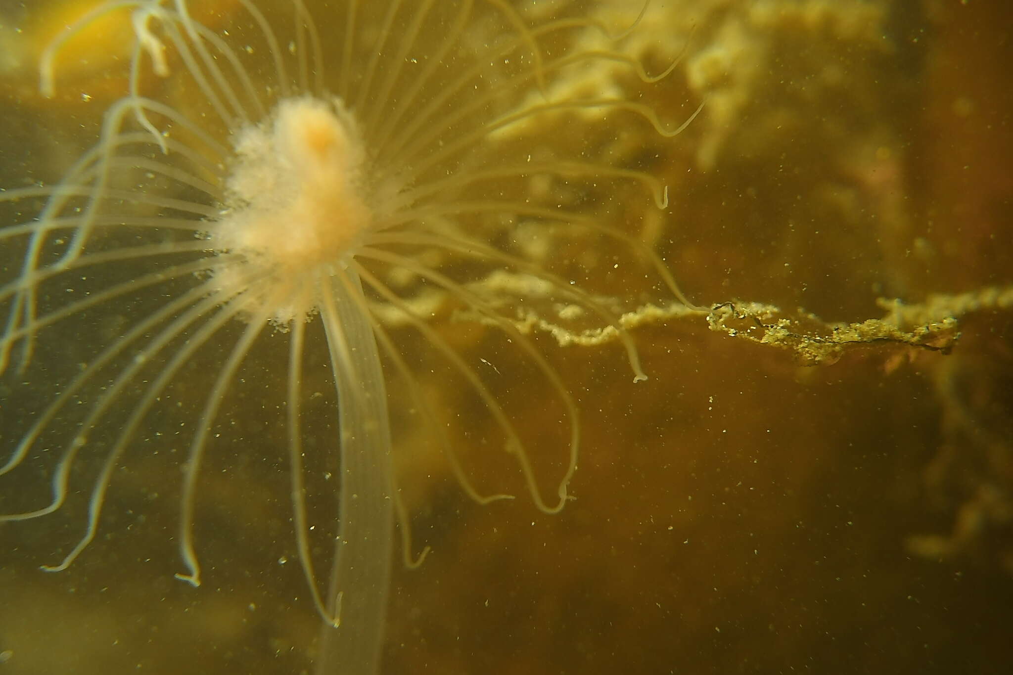 Image of fairy palm hydroid