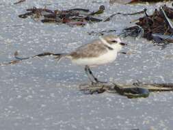 Image of Western snowy plover
