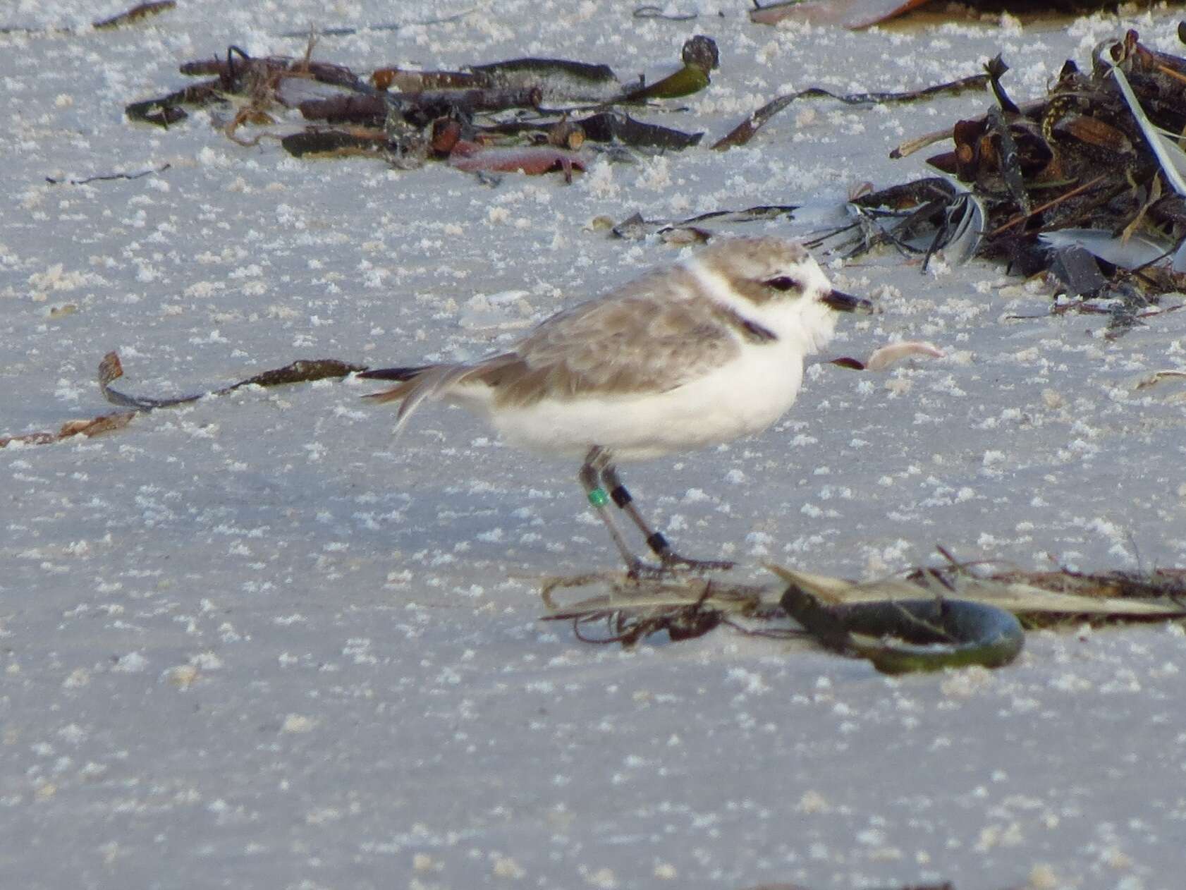 Image of Western snowy plover