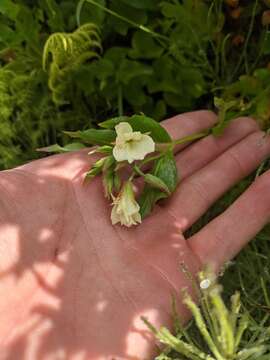 Epilobium luteum Pursh resmi