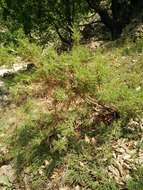 Image of gum tragacanth milkvetch