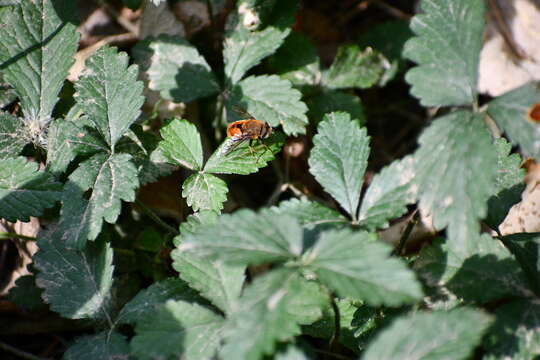 صورة Eristalis circe Williston 1891