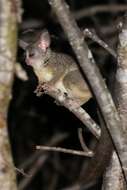 Image of Galago senegalensis sotikae Hollister 1920