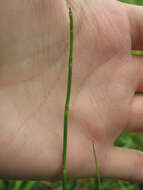 Image of Equisetum moorei Newm.