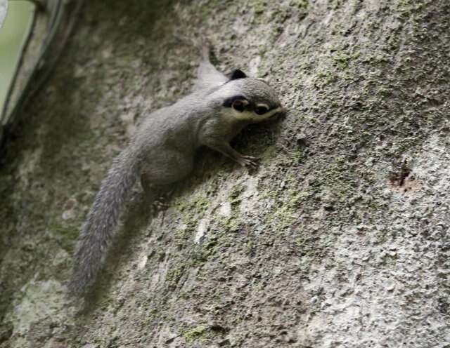 Image of Black-eared Squirrel