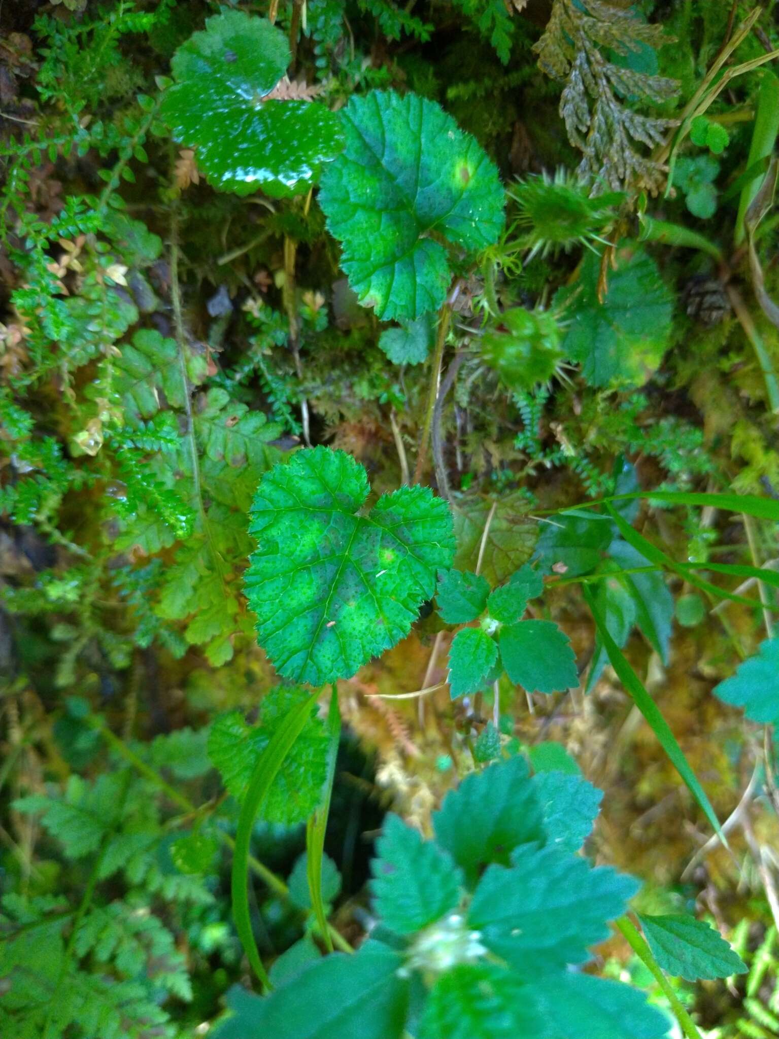 Image of Rubus pectinellus Maxim.