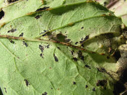 Image of Septoria aegopodii Desm.