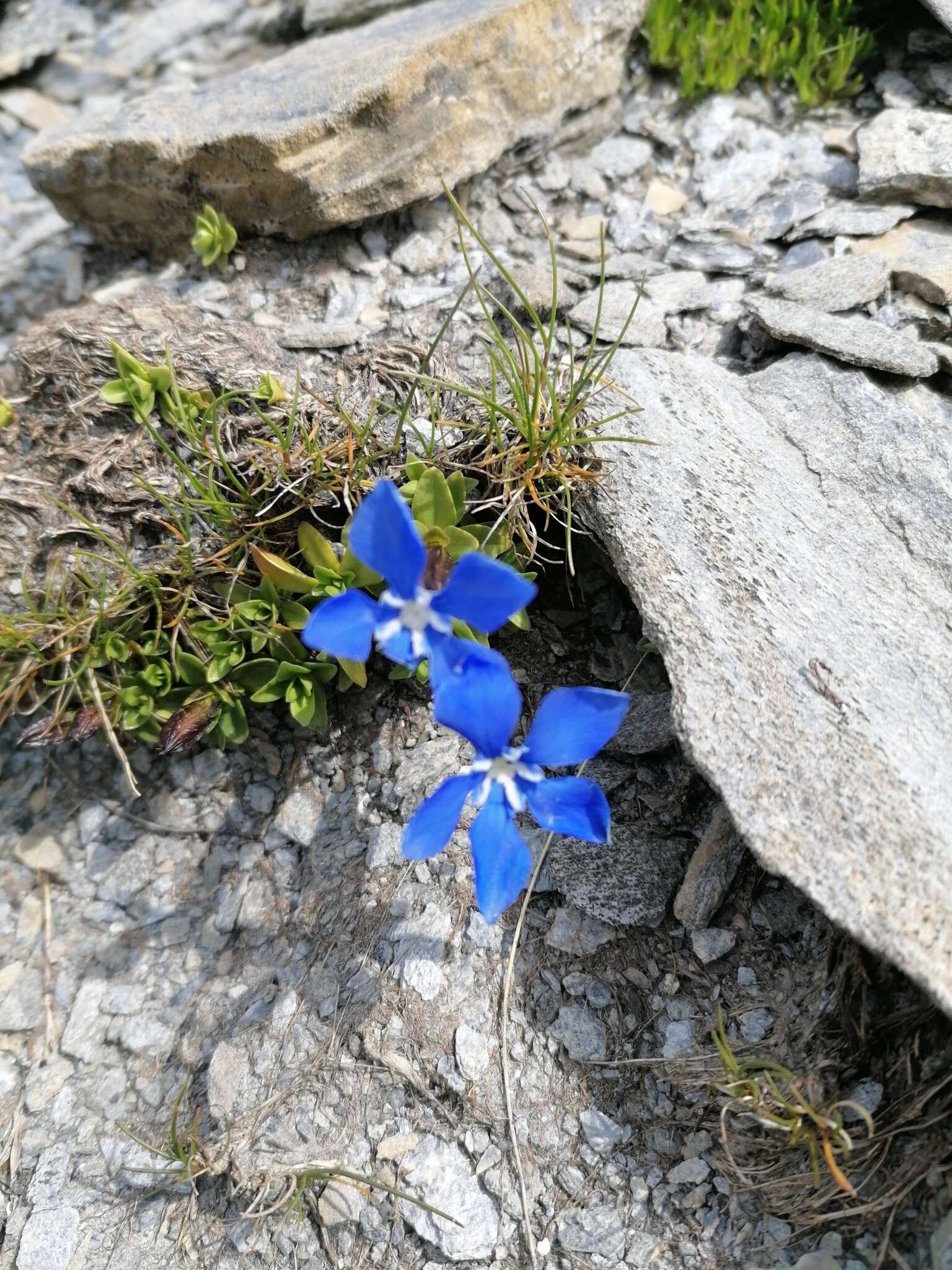 Image of Gentiana brachyphylla subsp. favratii (Rittener) Tutin