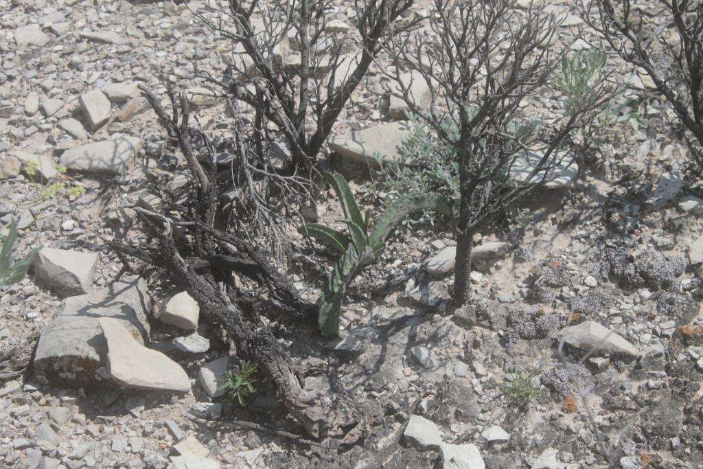 Plancia ëd Agave brunnea S. Watson