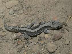 Image of South Coast Gecko