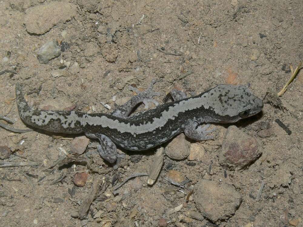 Image of South Coast Gecko